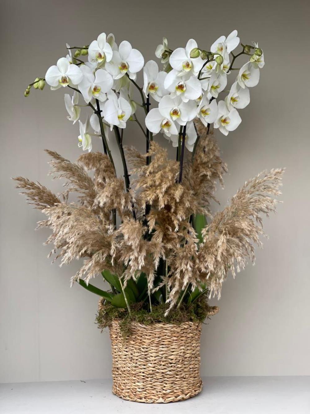 Hasır Sepette 6 Dallı Beyaz Orkide